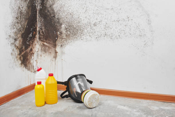Best Attic Mold Remediation in Aragon, GA