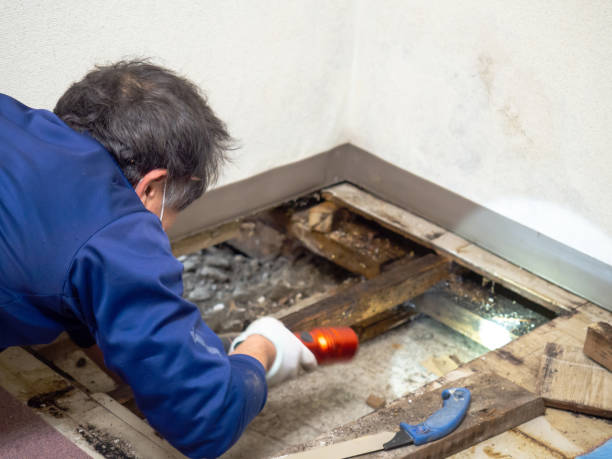 Best Post-Flood Mold Remediation in Aragon, GA