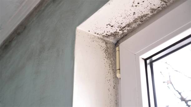 Best DIY Mold Remediation Support Services in Aragon, GA