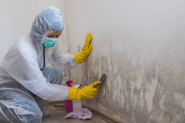 Best Industrial Mold Remediation in Aragon, GA