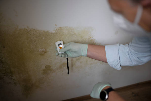 Best Residential Mold Remediation in Aragon, GA