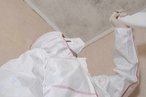 Best Basement Mold Remediation in Aragon, GA