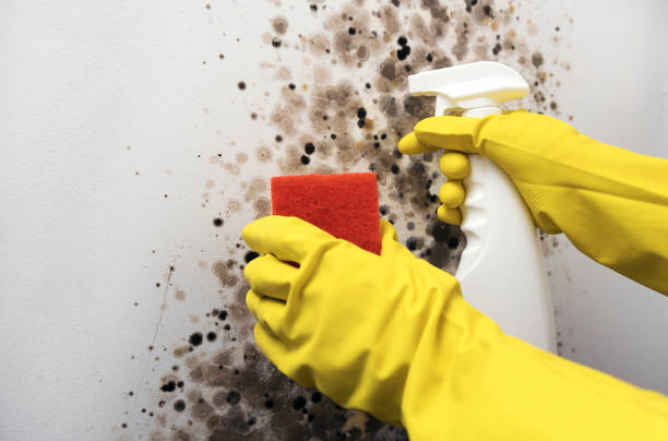 Best HVAC Mold Remediation in Aragon, GA
