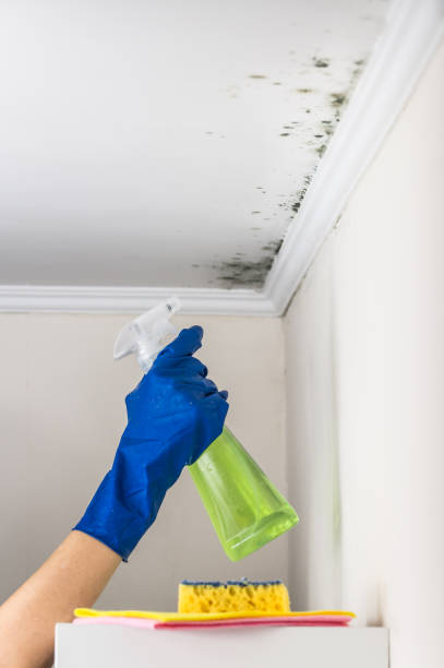 Best Health and Safety Mold Remediation in Aragon, GA